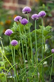 Images Dated 6th May 2011: Chives - in a herb garden