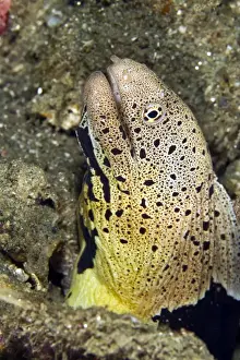 Eels Prints: Chlamydatus Moray Eel - Indonesia