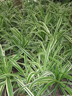 Variegated Prints: Chlorophytum comosum variegatum - In garden