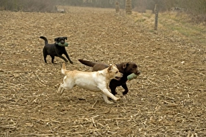 Chocolate, Black and Yellow Labradors - running, carrying dummies (gundog training equipment) Chocolate, Black and Yellow Labradors - running, carrying dummies (gundog training equipment)