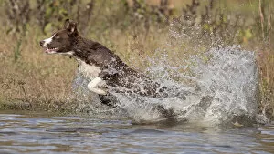 Chocolate border collie, Canis familiaris, playing in water, Maryland Date: 24-10-2021