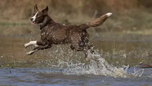 Chocolate border collie, Canis familiaris, playing in water, Maryland