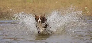 Chocolate border collie, Canis familiaris, playing in water, Maryland