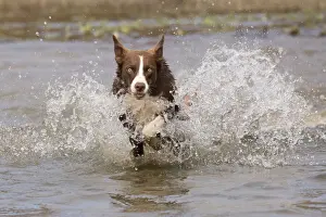 Chocolate border collie, Canis familiaris, playing in water, Maryland
