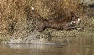 Images Dated 10th November 2021: Chocolate border collie, Canis familiaris, playing in water, Maryland Date: 25-10-2021