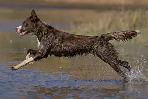 Chocolate border collie, Canis familiaris, playing in water, Maryland