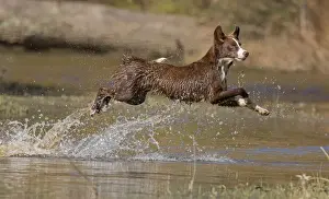 Chocolate border collie, Canis familiaris, playing in water, Maryland