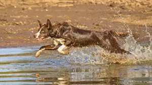 Chocolate border collie, Canis familiaris, playing in water, Arizona