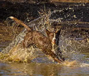 Chocolate border collie, Canis familiaris, playing in water, Arizona