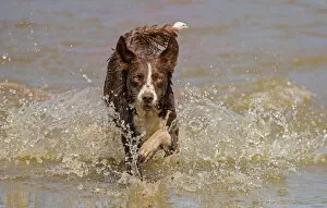 Images Dated 10th November 2021: Chocolate border collie, Canis familiaris, playing in water, Maryland Date: 24-09-2021