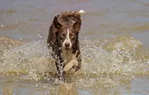 Chocolate border collie, Canis familiaris, playing in water, Maryland