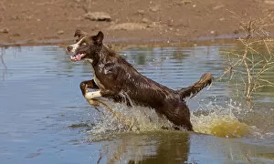 Images Dated 10th November 2021: Chocolate border collie, Canis familiaris, playing in water, chasing dragonfly, Arizona
