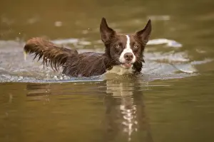 Chocolate border collie, Canis familiaris, playing in water, Maryland