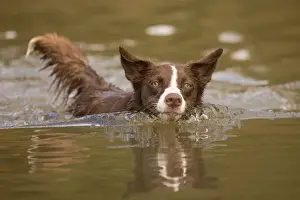 Chocolate border collie, Canis familiaris, playing in water, Maryland