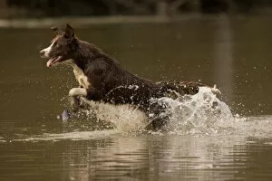 Images Dated 10th November 2021: Chocolate border collie, Canis familiaris, playing in water, Maryland Date: 22-10-2021