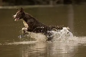 Chocolate border collie, Canis familiaris, playing in water, Maryland