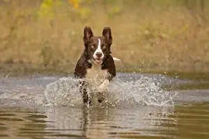 Chocolate border collie, Canis familiaris, playing in water, Maryland