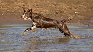Chocolate border collie, Canus domesticus, Arizona Date: 23-09-2021 Chocolate border collie, Canus domesticus, Arizona Date: 23-09-2021