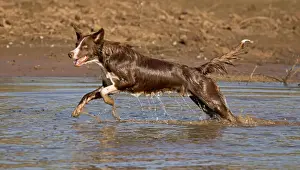 Chocolate Prints: Chocolate border collie, Canus domesticus, Arizona