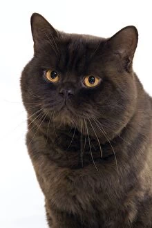 Chocolate British Shorthair Cat