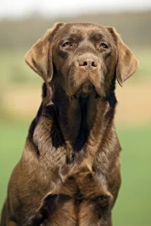 Images Dated 5th April 2011: Chocolate Brown Labrador Dog