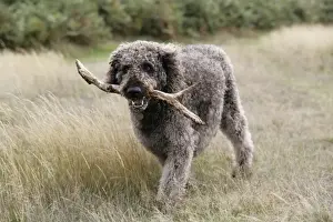 Sticks Prints: Chocolate labradoodle - carrying stick