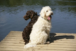 Dog - Labradoodle sitting by water
