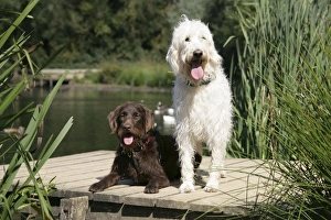 Chocolate labradoodle + Cream labradoodle on wooden platform
