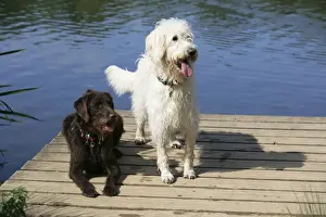 Chocolate labradoodle + Cream labradoodle on wooden platform