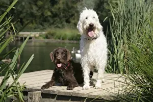 Labradoodles Prints: Chocolate labradoodle + Cream labradoodle on wooden platform