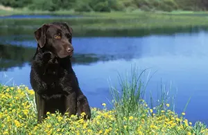 Chocolate Prints: Chocolate Labrador