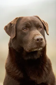 DOG. Chocolate labrador Retriever sitting in