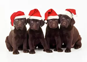 Friend Prints: Chocolate Labrador Dog - puppies 6 weeks old wearing Christmas hats