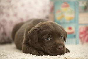 Chocolate Gallery: Chocolate Labrador Dog, puppy
