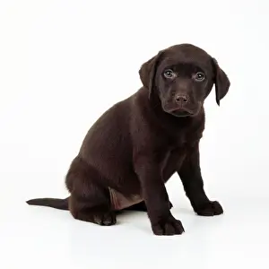 Chocolate Prints: Chocolate Labrador Dog Puppy 6 weeks old