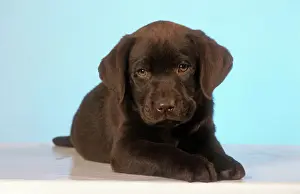 Chocolate Prints: Chocolate Labrador Dog Puppy