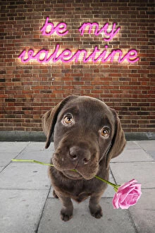Chocolate Gallery: Chocolate Labrador Dog, puppy in street scene holding pink rose with be my valentine neon sign