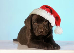 Images Dated 6th November 2009: Chocolate Labrador Dog - puppy wearing Christmas hat Digital Manipulation: Hat Su