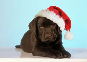 Hats Prints: Chocolate Labrador Dog - puppy wearing Christmas hat Digital Manipulation: Hat Su