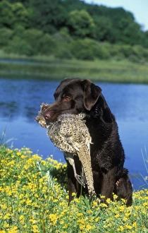 Chocolate Labrador - with gamebird in mouth Chocolate Labrador - with gamebird in mouth