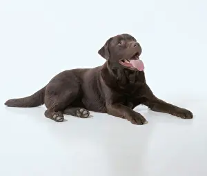 Labrador Prints: Chocolate Labrador JD 15280 Studio shot laying down