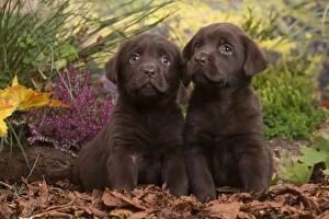 Chocolate Gallery: Two Chocolate Labrador puppies outdoors in Autumn
