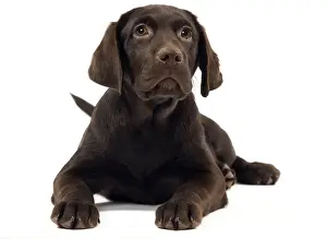 Chocolate labrador puppy