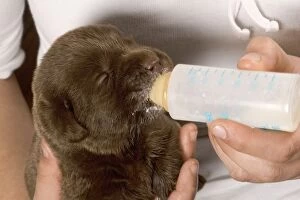 Images Dated 18th March 2005: Chocolate Labrador - puppy being fed from bottle