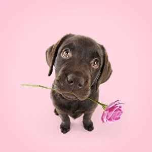 Chocolate Labrador puppy sitting down holding flower