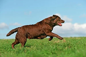 Chocolate Labrador - running