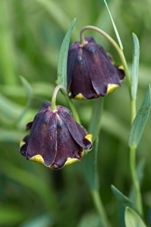 Images Dated 14th April 2008: Chocolate Lily. Location - Kent garden in April. UK