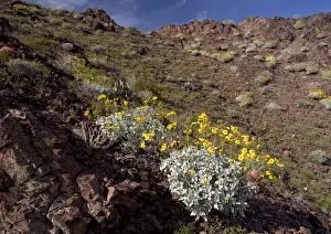 The Chocolate Mountains - with spring flowers such as brittle bush, cacti etc. SE California, on the Arizona border, USA