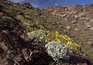 The Chocolate Mountains - with spring flowers such as brittlebush, cacti etc