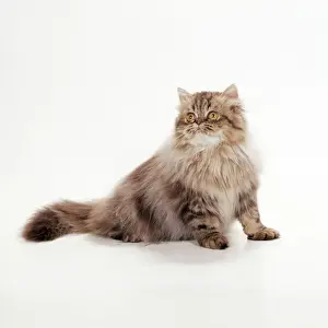 Tabby Prints: Chocolate Persian Tabby Cat Kitten